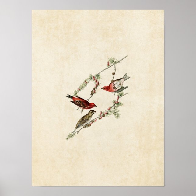 Póster Placa 4 | Purple Finch | Aves de América (Frente)