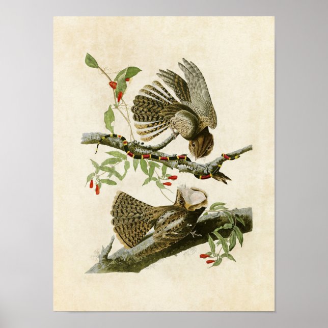 Póster Placa 52 | La viuda de Chuck-Will | Aves de Améric (Frente)