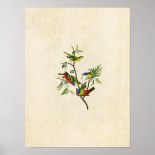 Póster Placa 53 Pintada Finch Aves de América