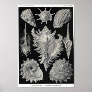 Póster Placa 53. Prosobranchia.