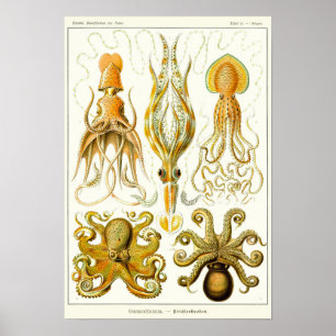 Póster Placa 54. Gamochonia.