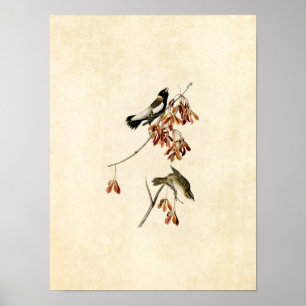 Póster Placa 54   Rice Bird   Aves de América