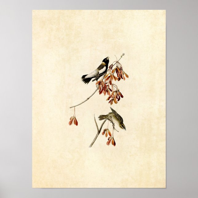 Póster Placa 54 | Rice Bird | Aves de América (Frente)