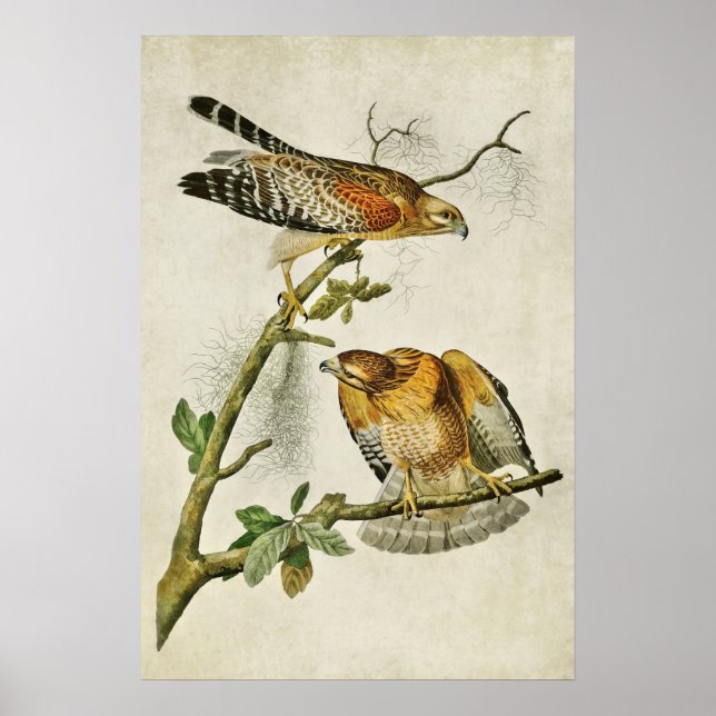 Póster Placa 56 | Halcón rojo | Aves de América (Frente)