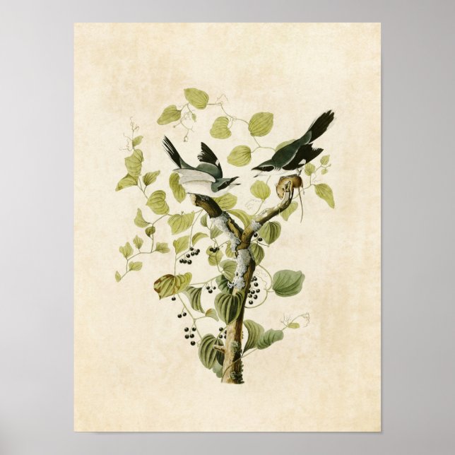 Póster Placa 57 | Loggerhead Shrike | Aves de América (Frente)