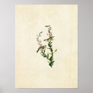 Póster Placa 59   Warbler de castaño