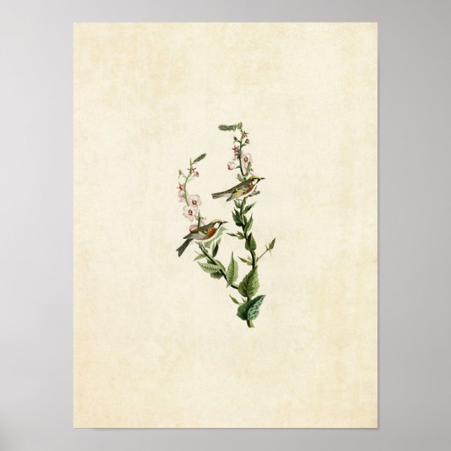 Póster Placa 59 | Warbler de castaño (Frente)