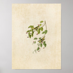 Póster Placa 60   Warbler carbonatado   Aves de América