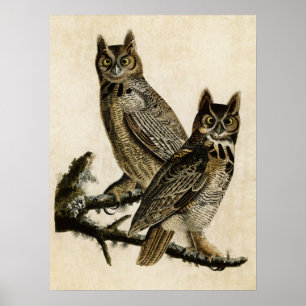 Póster Placa 61 Lechuza Horneada Grande Aves de Améri