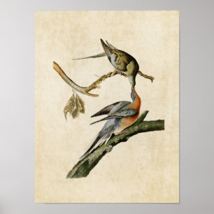 Póster Placa 62 Paloma de pasajeros Aves de América