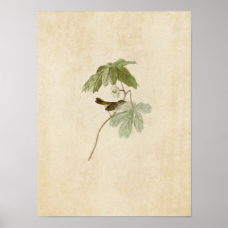 Póster Placa 64 | Paro de pantano | Aves de América