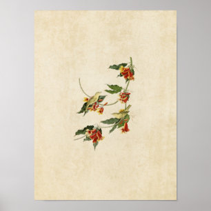 Póster Placa 65   Rathbone Warbler   Aves de América