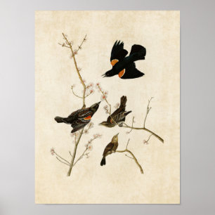Póster Placa 67 Palomitas de guijarros rojas o aves neg