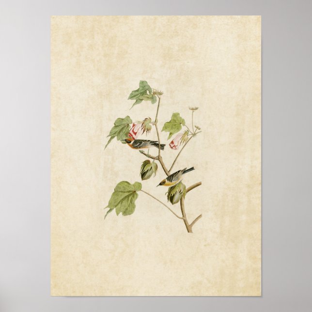 Póster Placa 69 | Warbler de pecho | Aves de América (Frente)