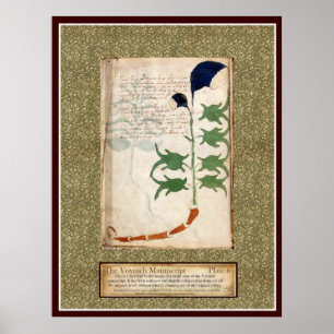 Póster Placa 6 de Voynich