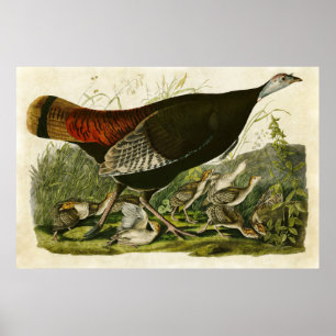Póster Placa 6 Turquía salvaje Aves de América