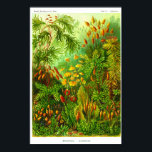 Póster Placa 72. Muscinae.<br><div class="desc">Muscinae (ahora Bryophyta) Mosses,  pequeñas plantas sin flores que normalmente crecen en grumos en lugares húmedos y turbios. Placa 72 de la "Kunstformen der Natur" de Ernst Haeckel (formas artísticas de la naturaleza),  1900.</div>