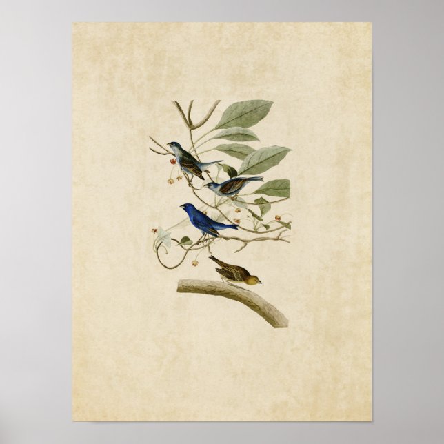 Póster Placa 74 | Indigo Bunting | Aves de América (Frente)