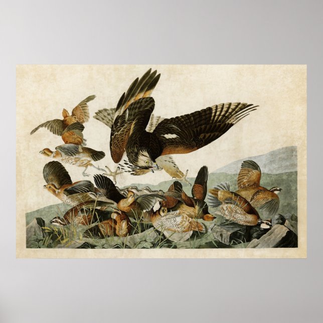 Póster Placa 76 | Partrigo Virginiano | Aves de América (Frente)