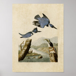 Póster Placa 77   Kingfisher de Belleza   Aves de América