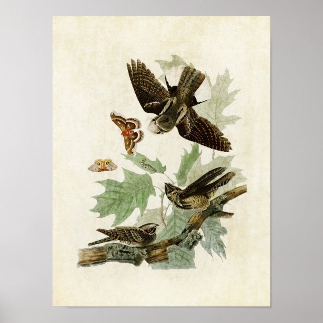 Póster Placa 82 | Whip-Poor-Will | Aves de América (Frente)
