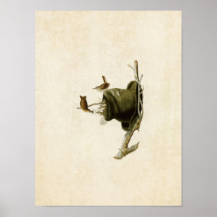 Póster Placa 83   House Wren   Aves de América