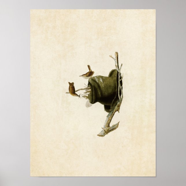Póster Placa 83 | House Wren | Aves de América (Frente)
