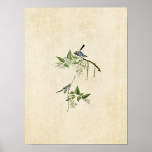 Póster Placa 84 Flycatcher azul-gris Aves de América