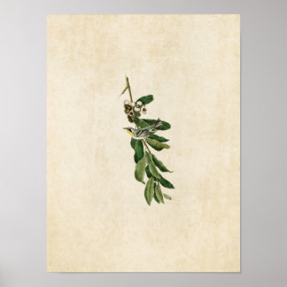 Póster Placa 85 | Warbler de Throated