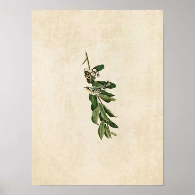 Póster Placa 85 | Warbler de Throated (Frente)