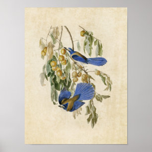 Póster Placa 87 Jay de Florida Aves de América