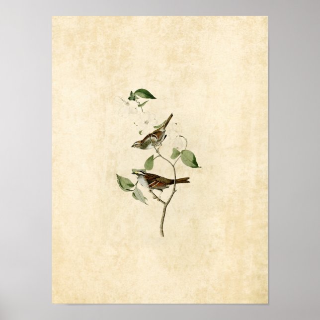 Póster Placa 8 | Espárragos de garganta blanca (Frente)