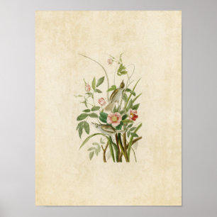 Póster Placa 93 Finca costera Aves de América