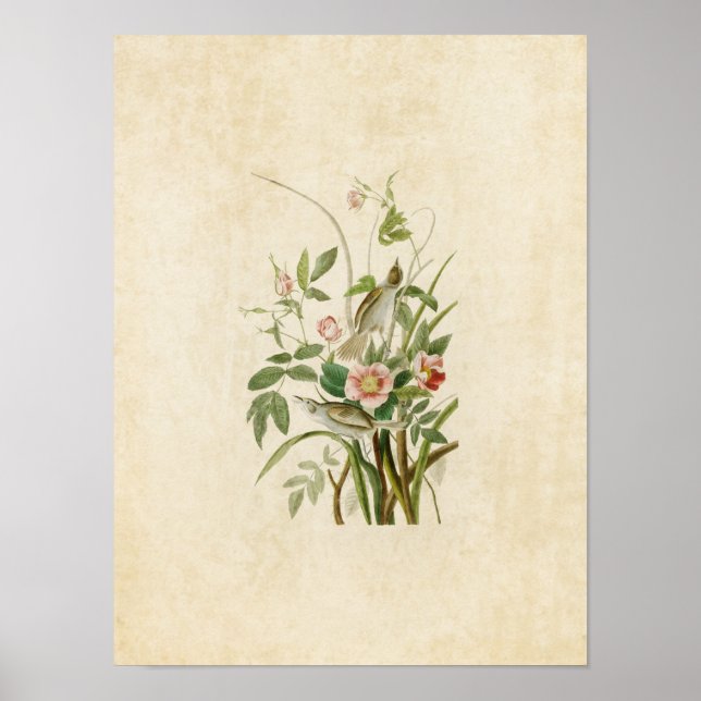 Póster Placa 93 | Finca costera | Aves de América (Frente)
