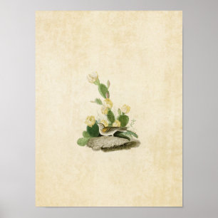 Póster Placa 94   Grass Finch o Bunting