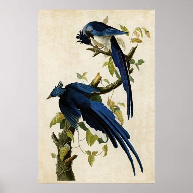 Póster Placa 96 | Columbia Jay | Aves de América (Frente)