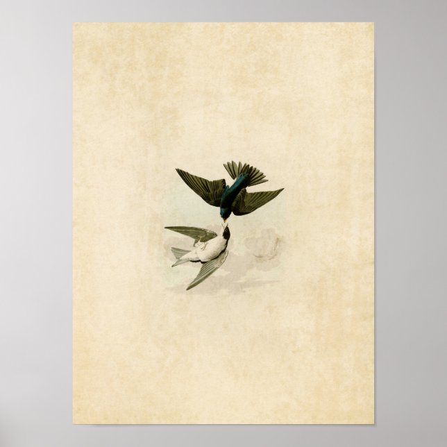 Póster Placa 98 | Tragón de malva blanca (Frente)