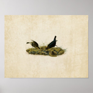 Póster Placa 99   Pájaro de vaca-pluma   Aves de América