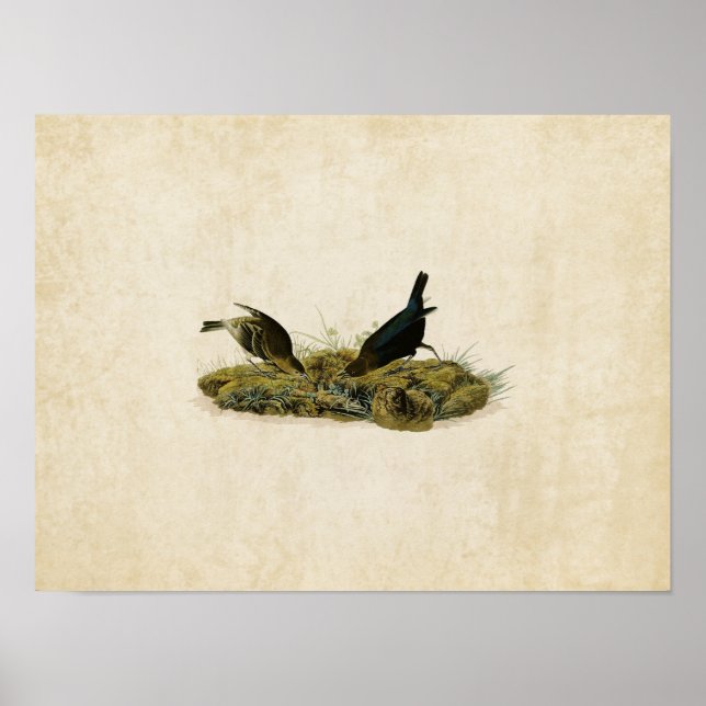 Póster Placa 99 | Pájaro de vaca-pluma | Aves de América (Frente)