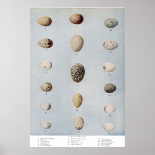 Póster Placa B De Huevos De Ave Historia Natural Vintage