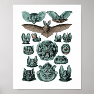 Póster Placa de Chiroptera de Bats 67