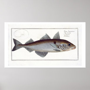 Póster Placa de Haddock (Gadus Aeglefinus) LXII de Ichthy
