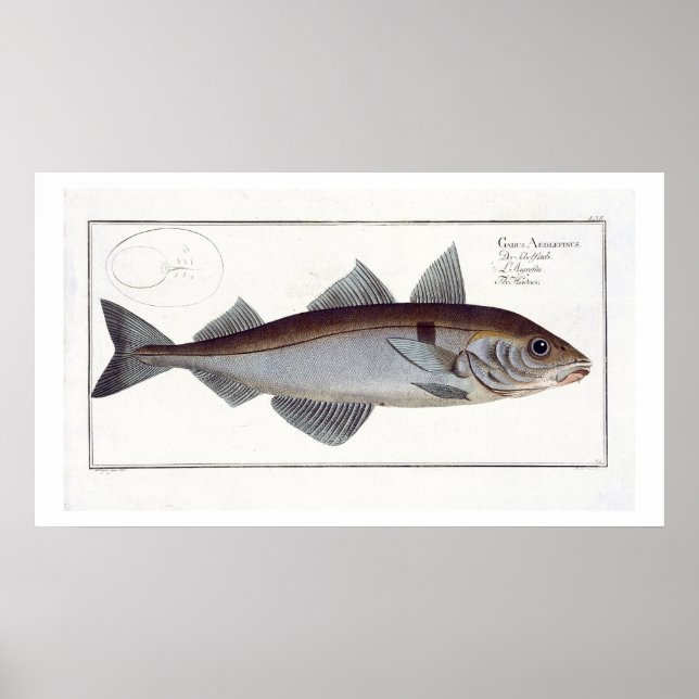 Póster Placa de Haddock (Gadus Aeglefinus) LXII de Ichthy (Frente)
