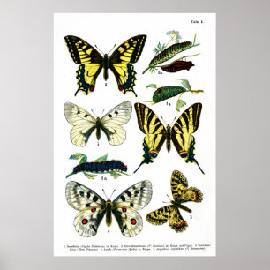 Póster Placa de mariposas I de 24" x 36"