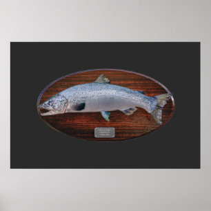 Póster Placa de visualización de trofeo de salmón atlánti
