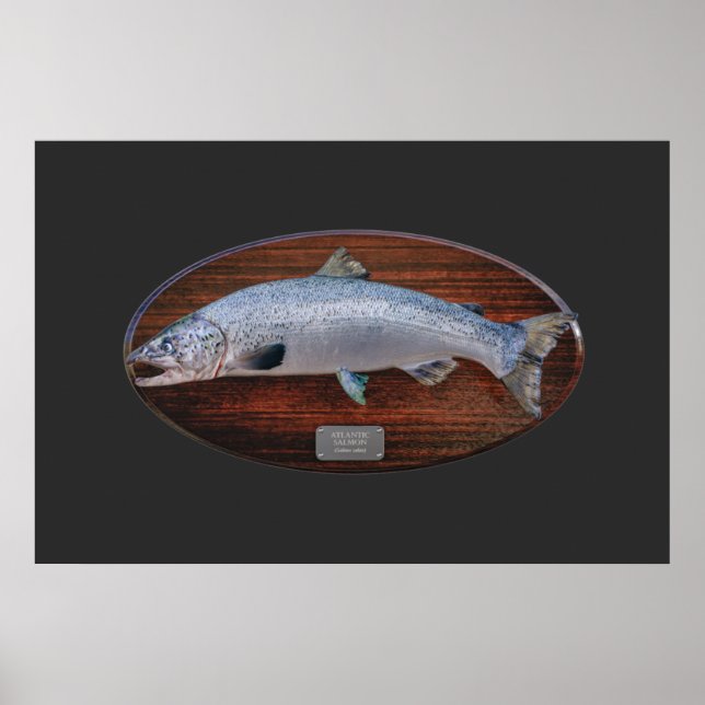 Póster Placa de visualización de trofeo de salmón atlánti (Frente)