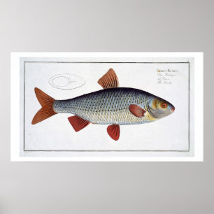 Póster Placa II de la cucaracha (Cyprinus Rutilis) de