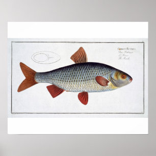 Póster Placa II de roca (Cyprinus Rutilis) de Ichthyolog
