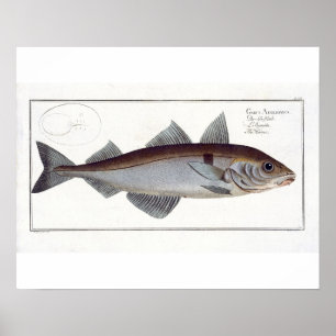 Póster Placa LXII de los abadejos (Gadus Aeglefinus) de