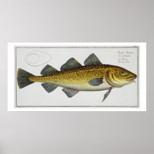 Póster Placa LXIV del bacalao (Gadus Morhua) de